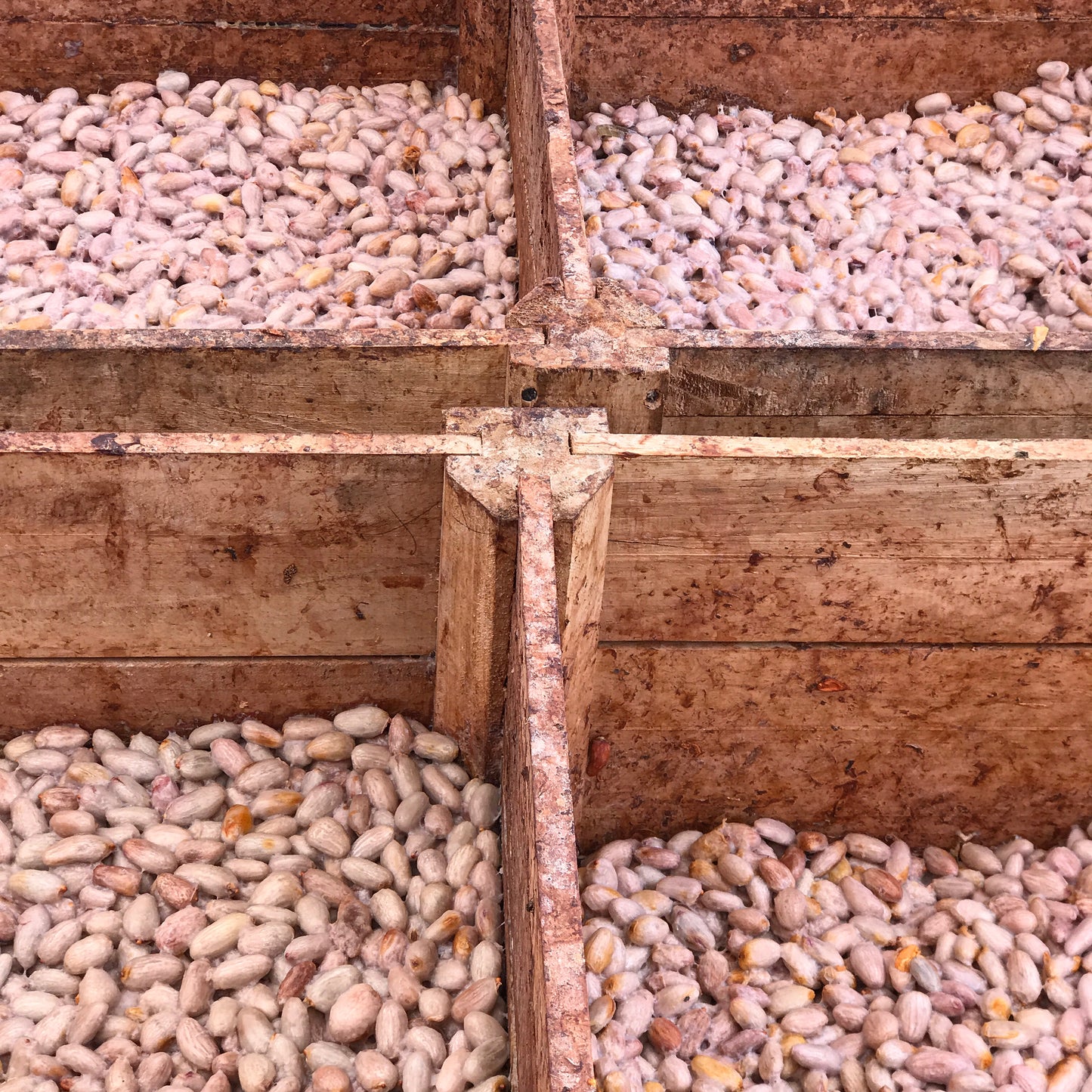 WE START MAKING OUR CHOCOLATES FROM THE POST-HARVEST PROCESS
