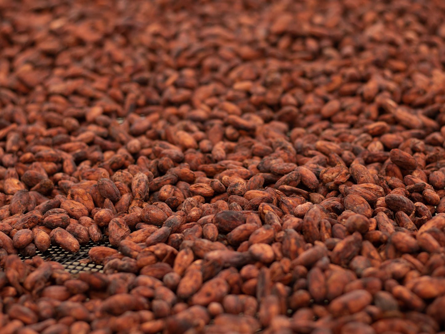 WE EMBRACE THE CACAO BEAN TO MAKE THE HEALTHIEST PRODUCTS